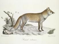 A Fox-Werner-Giclee Print