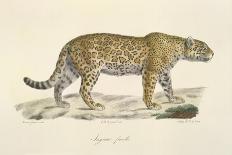 A Cheetah-Werner-Giclee Print