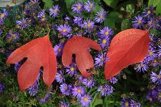 Silky Sassafras, Sassafras Albidum, Leaves, Wild Chrysanthemum-Werner Layer-Stretched Canvas