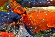 Koi Fish-WernerL-Photographic Print