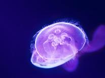 Purple Jellyfish-werny-Laminated Photographic Print