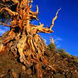 Gnarled Roots and Trunk of Bristlecone Pine, White Mountains National Park, USA-Wes Walker-Framed Stretched Canvas