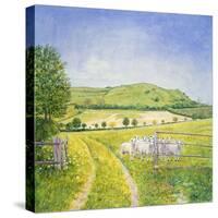 Wessex Sheep-Ditz-Stretched Canvas