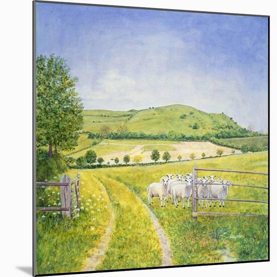 Wessex Sheep-Ditz-Mounted Giclee Print