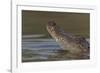 West African crocodile raising its head above water, The Gambia-Bernard Castelein-Framed Photographic Print