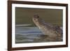 West African crocodile raising its head above water, The Gambia-Bernard Castelein-Framed Photographic Print