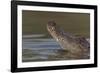 West African crocodile raising its head above water, The Gambia-Bernard Castelein-Framed Photographic Print