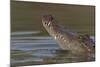West African crocodile raising its head above water, The Gambia-Bernard Castelein-Mounted Photographic Print