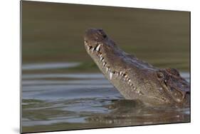 West African crocodile raising its head above water, The Gambia-Bernard Castelein-Mounted Photographic Print