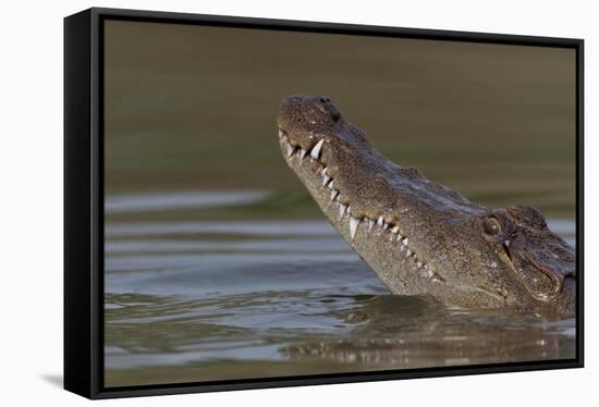 West African crocodile raising its head above water, The Gambia-Bernard Castelein-Framed Stretched Canvas