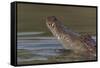 West African crocodile raising its head above water, The Gambia-Bernard Castelein-Framed Stretched Canvas