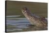 West African crocodile raising its head above water, The Gambia-Bernard Castelein-Stretched Canvas