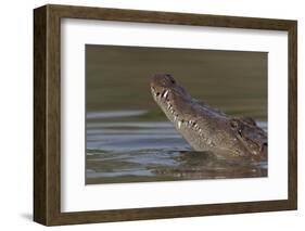 West African crocodile raising its head above water, The Gambia-Bernard Castelein-Framed Photographic Print