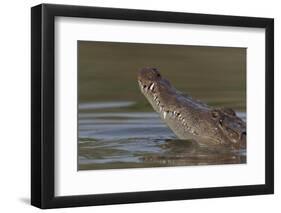 West African crocodile raising its head above water, The Gambia-Bernard Castelein-Framed Photographic Print