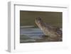 West African crocodile raising its head above water, The Gambia-Bernard Castelein-Framed Photographic Print