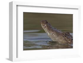 West African crocodile raising its head above water, The Gambia-Bernard Castelein-Framed Photographic Print