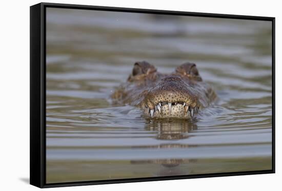 West African crocodile submerged in river, The Gambia-Bernard Castelein-Framed Stretched Canvas