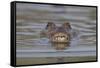 West African crocodile submerged in river, The Gambia-Bernard Castelein-Framed Stretched Canvas