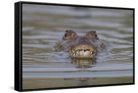 West African crocodile submerged in river, The Gambia-Bernard Castelein-Framed Stretched Canvas