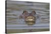 West African crocodile submerged in river, The Gambia-Bernard Castelein-Stretched Canvas