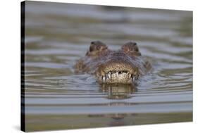 West African crocodile submerged in river, The Gambia-Bernard Castelein-Stretched Canvas