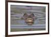 West African crocodile submerged in river, The Gambia-Bernard Castelein-Framed Photographic Print