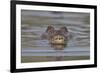 West African crocodile submerged in river, The Gambia-Bernard Castelein-Framed Photographic Print