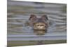 West African crocodile submerged in river, The Gambia-Bernard Castelein-Mounted Photographic Print