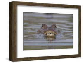 West African crocodile submerged in river, The Gambia-Bernard Castelein-Framed Photographic Print