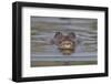 West African crocodile submerged in river, The Gambia-Bernard Castelein-Framed Photographic Print