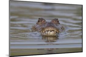 West African crocodile submerged in river, The Gambia-Bernard Castelein-Mounted Photographic Print