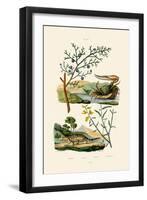West African Fiddler Crab, 1833-39-null-Framed Premium Giclee Print