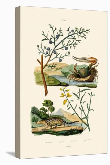 West African Fiddler Crab, 1833-39-null-Stretched Canvas
