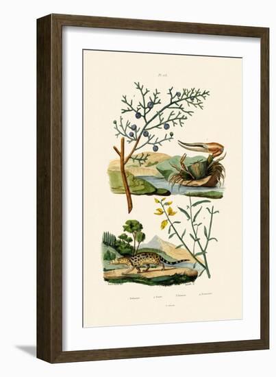 West African Fiddler Crab, 1833-39-null-Framed Giclee Print