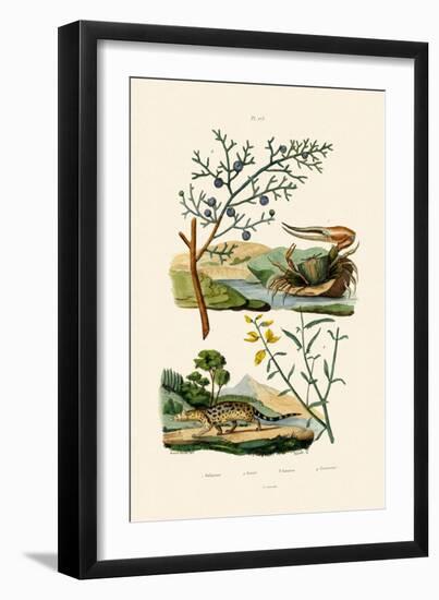 West African Fiddler Crab, 1833-39-null-Framed Giclee Print