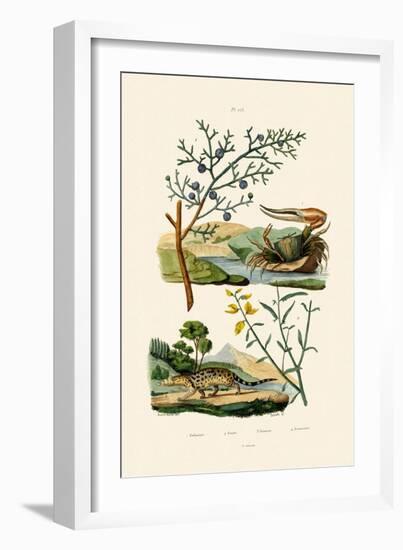 West African Fiddler Crab, 1833-39-null-Framed Giclee Print