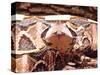 West African Gaboon Viper, Africa-David Northcott-Stretched Canvas