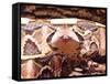 West African Gaboon Viper, Africa-David Northcott-Framed Stretched Canvas