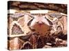 West African Gaboon Viper, Africa-David Northcott-Stretched Canvas