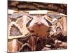 West African Gaboon Viper, Africa-David Northcott-Mounted Photographic Print