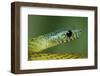 West African green mamba head portrait-Chris Mattison-Framed Photographic Print