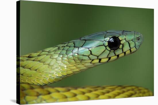 West African green mamba head portrait-Chris Mattison-Stretched Canvas