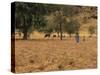West African Herder and Cows, Mali, West Africa-Ellen Clark-Stretched Canvas