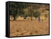 West African Herder and Cows, Mali, West Africa-Ellen Clark-Framed Stretched Canvas