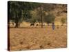 West African Herder and Cows, Mali, West Africa-Ellen Clark-Stretched Canvas