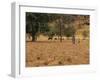 West African Herder and Cows, Mali, West Africa-Ellen Clark-Framed Photographic Print