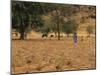 West African Herder and Cows, Mali, West Africa-Ellen Clark-Mounted Photographic Print