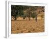 West African Herder and Cows, Mali, West Africa-Ellen Clark-Framed Photographic Print