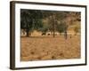 West African Herder and Cows, Mali, West Africa-Ellen Clark-Framed Photographic Print