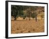 West African Herder and Cows, Mali, West Africa-Ellen Clark-Framed Photographic Print